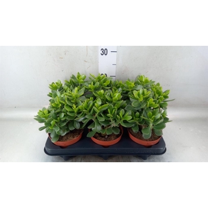 Crassula  'Minova Magic'