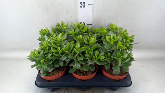 <h4>Crassula 'Minova Magic'</h4>