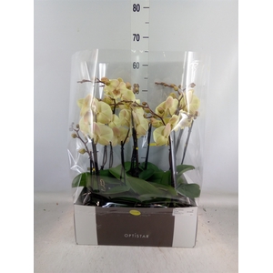 Phalaenopsis   ...yellow