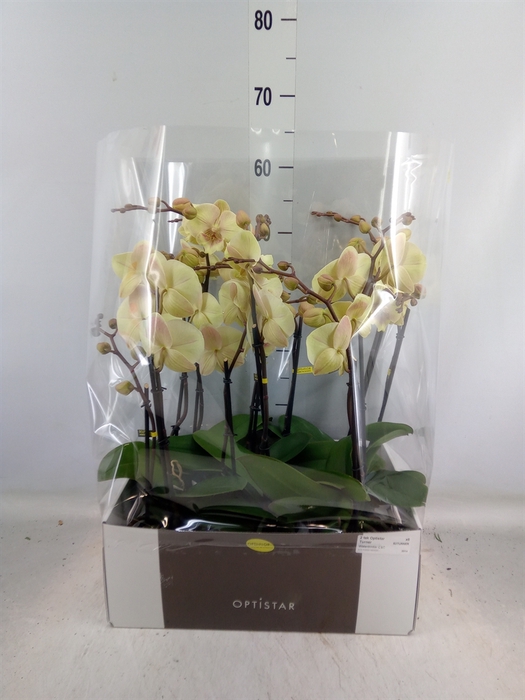 <h4>Phalaenopsis   ...yellow</h4>