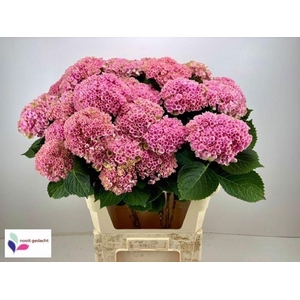 Hydrangea mag revolution spray