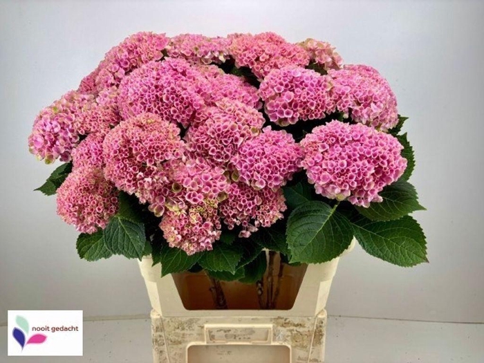 <h4>Hydrangea mag revolution spray</h4>