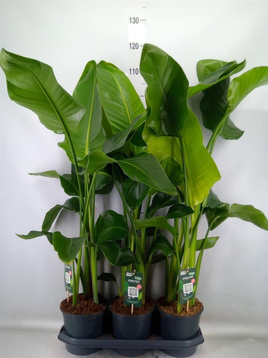 <h4>Strelitzia nicolai</h4>