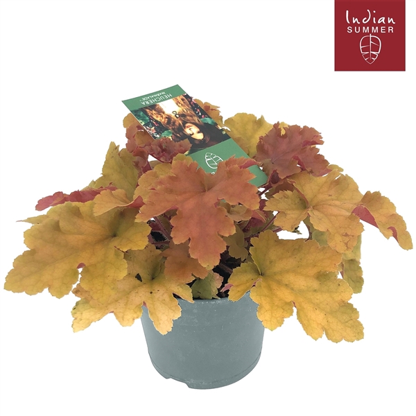 <h4>Heuchera 'Indian Summer' Orange</h4>