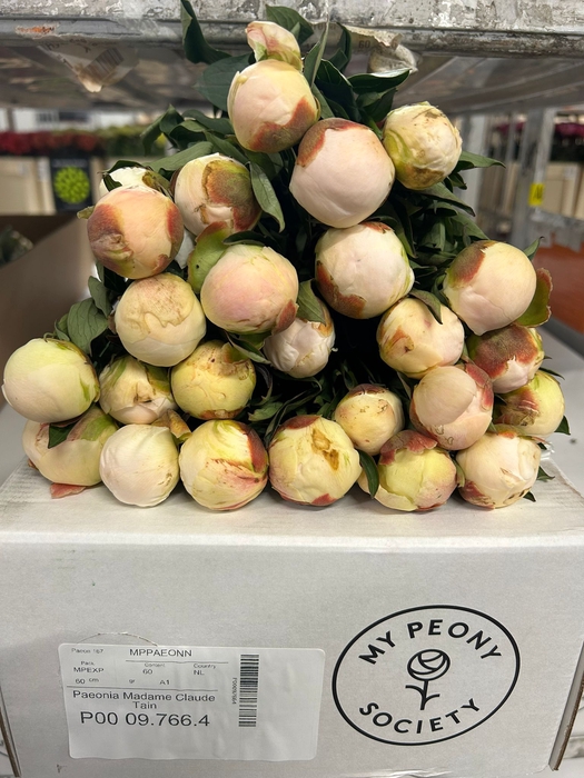 <h4>Paeonia Madame Claude Tain</h4>