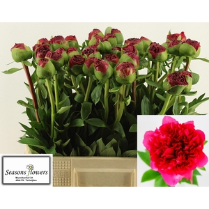 PAEO COM PERFORMANCE