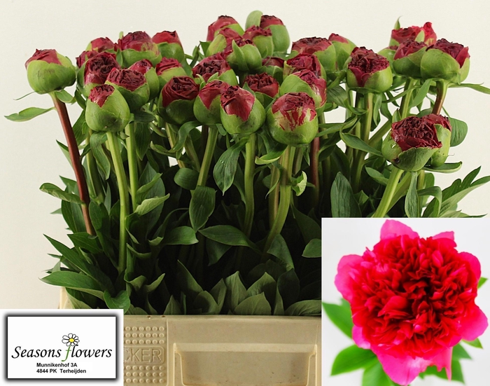 <h4>PAEO COM PERFORMANCE</h4>