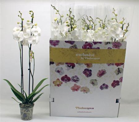 <h4>Phal Ov Wit 2 Branches 18+</h4>