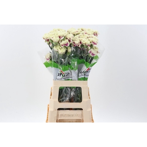 Dianthus ST 'Lady Amiga'