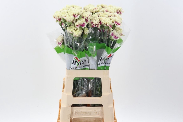 <h4>Dianthus ST 'Lady Amiga'</h4>