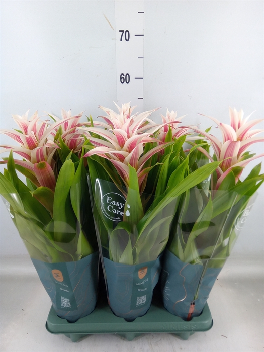 <h4>Guzmania  'Linea Pink'</h4>