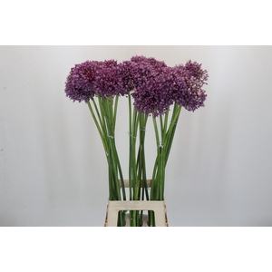 Allium Jasmine
