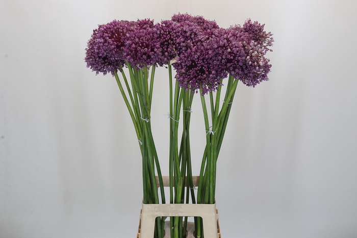 <h4>Allium Jasmine</h4>
