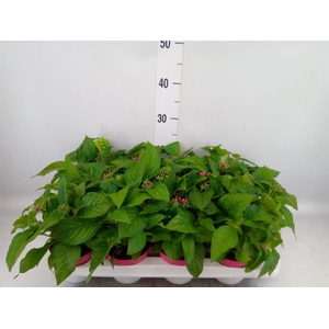 Pentas lanceolata 'Graffiti Pink'