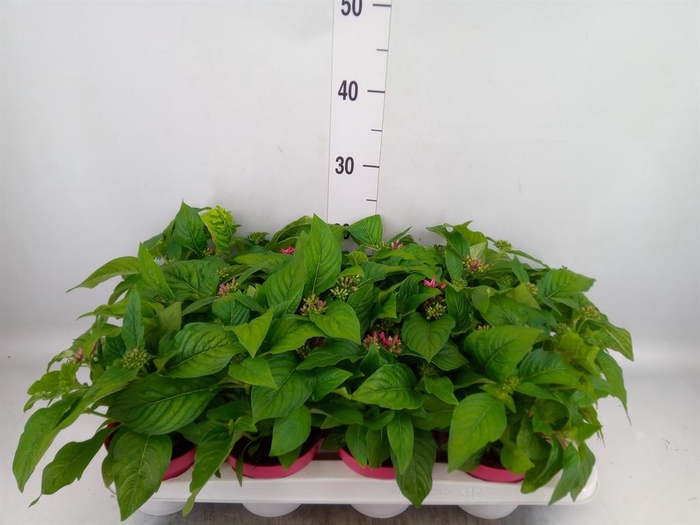 <h4>Pentas lanceolata 'Graffiti Pink'</h4>