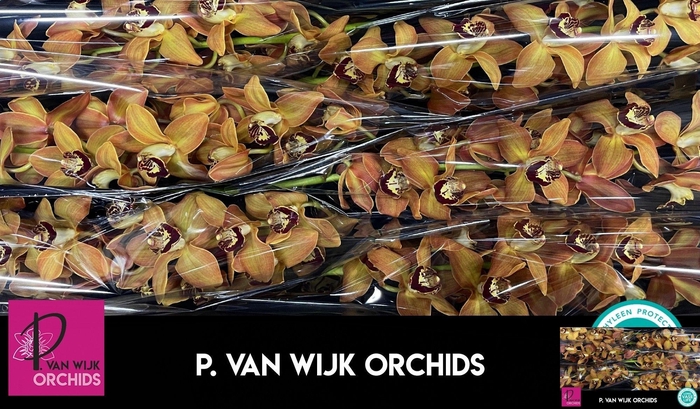 <h4>CYMB T CHARLY BROWN</h4>