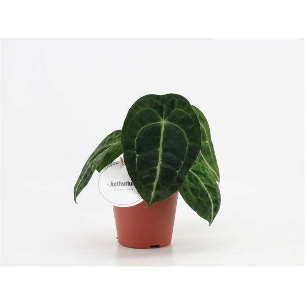 <h4>Anthurium Forgetii x Nigrolaminum</h4>