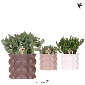 Kolibri Greens Succulenten mix in Cotton pot sand mix