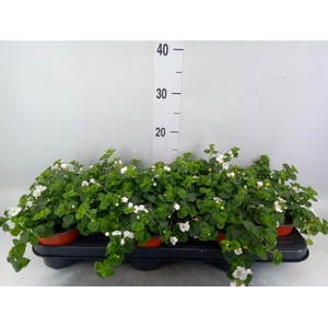 Sutera  'White Showers'