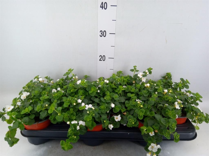 <h4>Sutera  'White Showers'</h4>