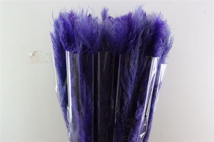 <h4>Dried Cortaderia Dadang Lilac 110cm P Stem</h4>