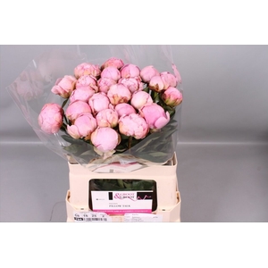Paeonia Pillow Talk
