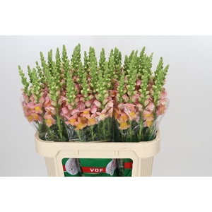 Antirrhinum majus Toulon Apricot