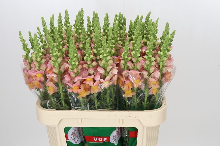 <h4>Antirrhinum majus Toulon Apricot</h4>