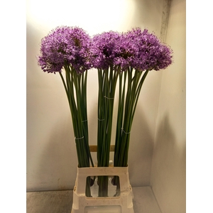 ALLIUM GLADIATOR