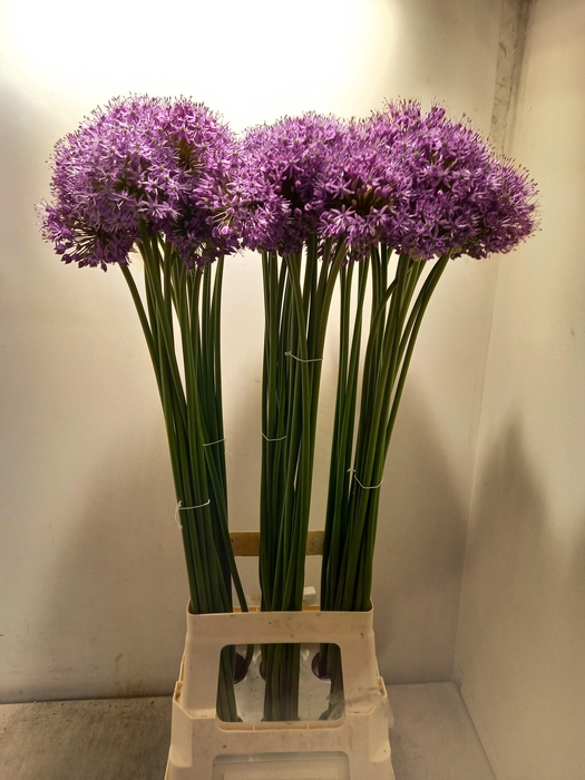 <h4>ALLIUM GLADIATOR</h4>