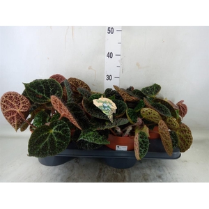 Begonia BD ferox