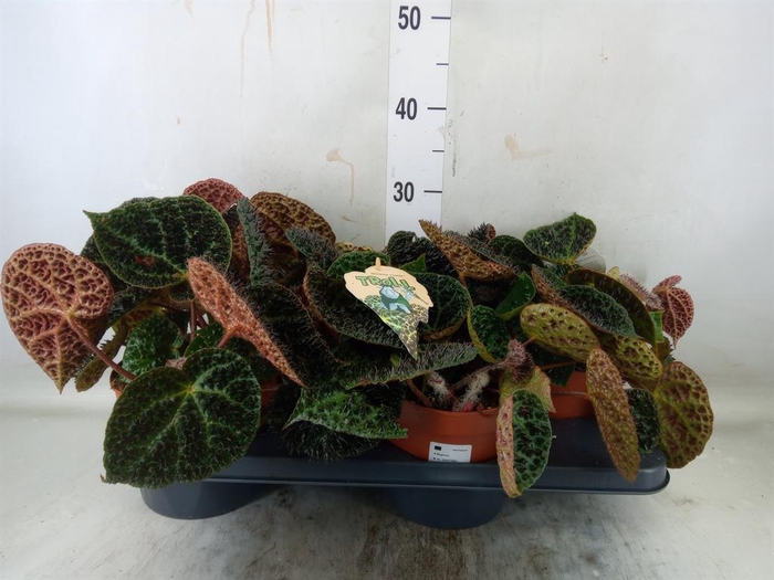 <h4>Begonia BD ferox</h4>