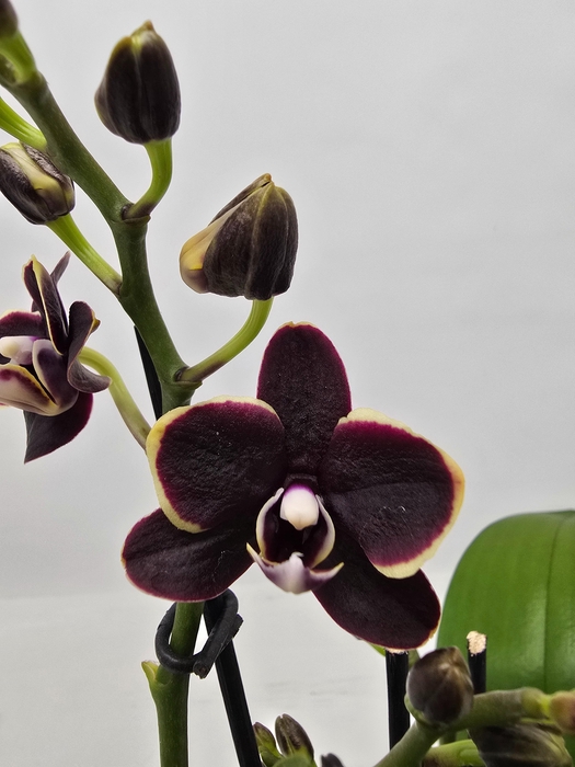 <h4>Limited 25 week 9</h4>