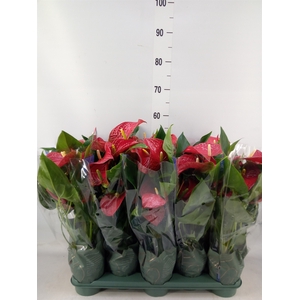 Anthurium andr. 'Karma Red'