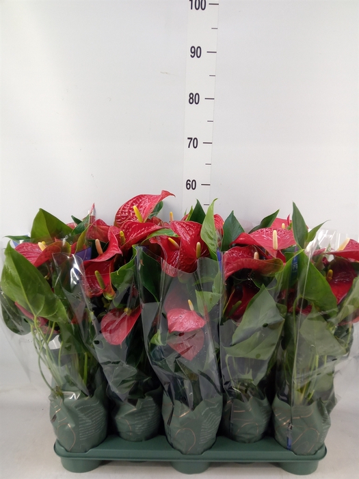 <h4>Anthurium andr. 'Karma Red'</h4>