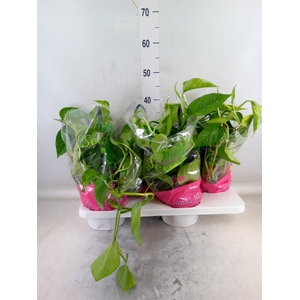 Epipremnum pinn.   HG