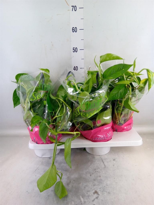 <h4>Epipremnum pinn.   HG</h4>