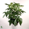 Schefflera Amate P19