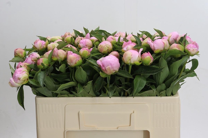 <h4>Paeonia Catharina Fontijn</h4>