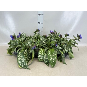 Pulmonaria longifolia
