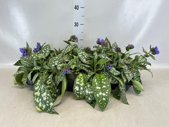 <h4>Pulmonaria longifolia</h4>