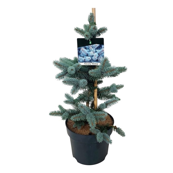 <h4>Picea pung. 'Oldenburg'</h4>