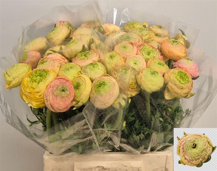 <h4>Ran Aazur Champagne</h4>