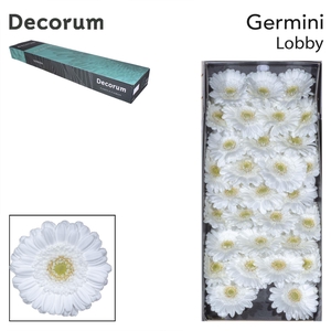 GE MI LOBBY Doos x60