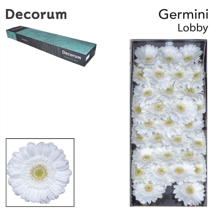 <h4>GE MI LOBBY Doos x60</h4>