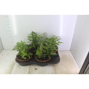 COQUETEL 7 ERVAS C21