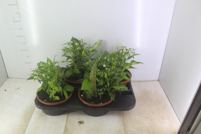 <h4>COQUETEL 7 ERVAS C21</h4>