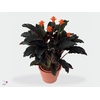 Calathea Crocata Tassmania in sierhoes