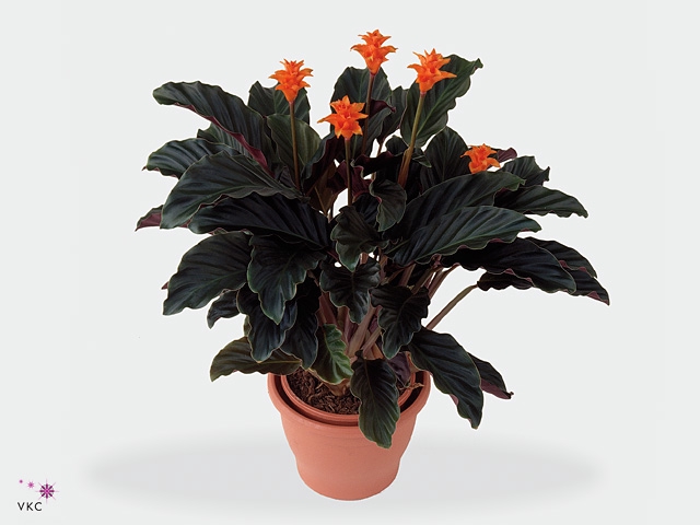 Calathea crocata Tassmania in 