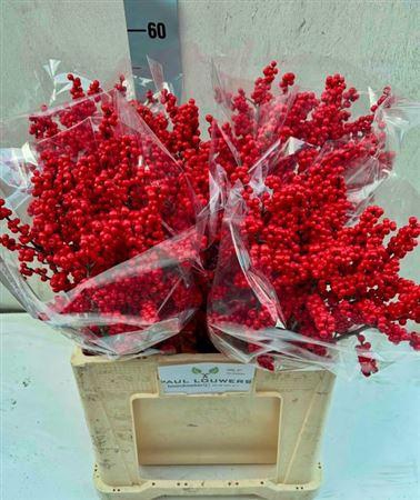 <h4>Ilex Ve Rode Bes</h4>